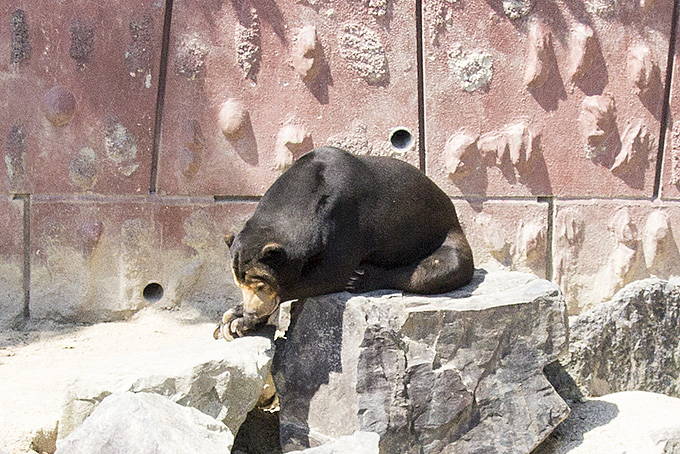 東山動物園マレーグマ